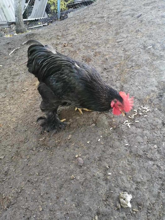 Продам петушків кохінхінів