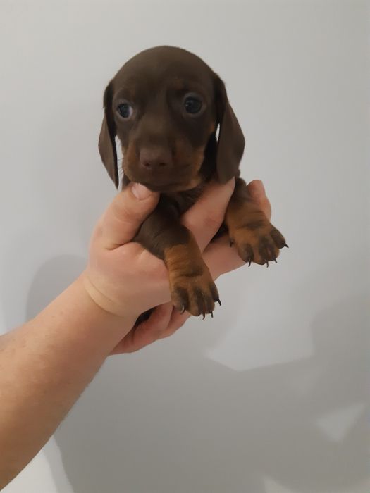 Jamnik krótkowłosy czekoladowy