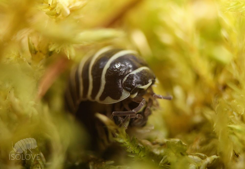 Armadillidium maculatum, równonogi zebra, isopoda, prosionki, kulanki