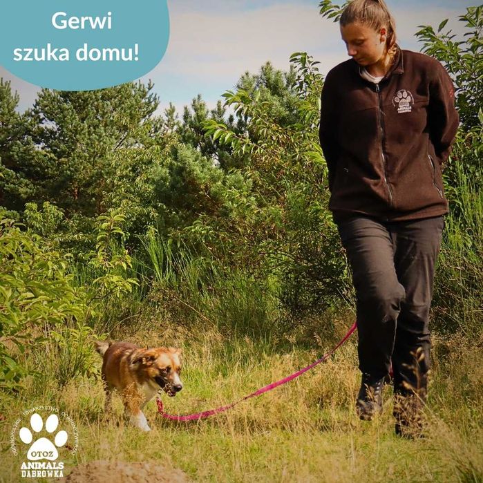 Gerwi szuka kochającego domu!