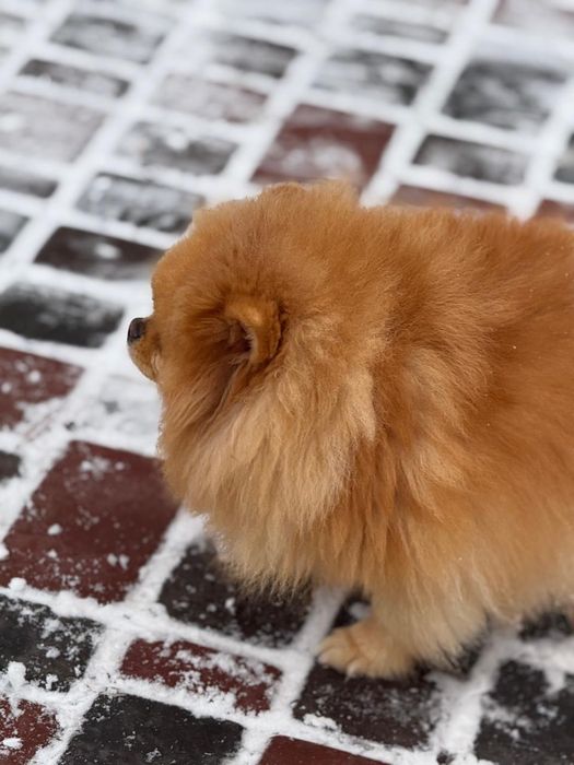 Померанський шпіц дівчинка 3,5 роки