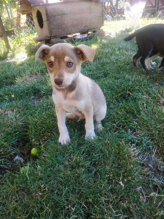 Собачки шукають дім