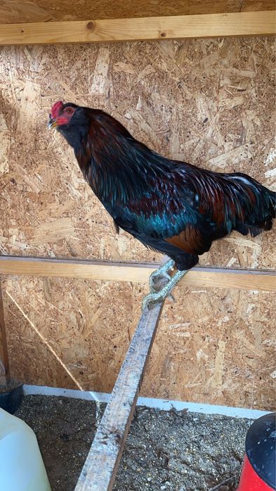 Galo Araucana -