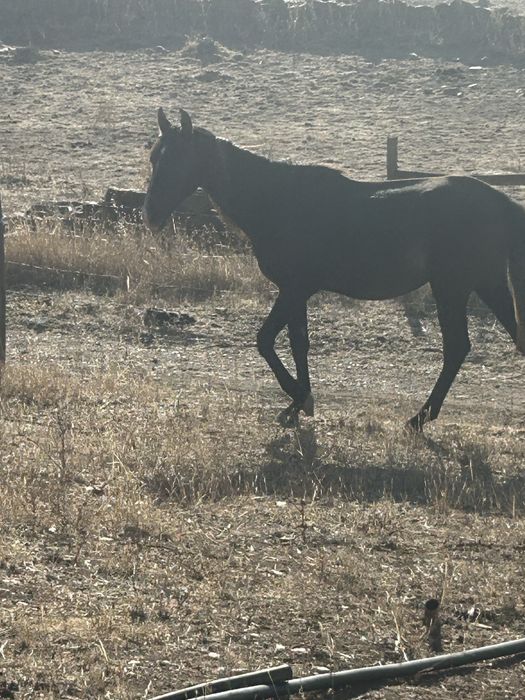 Poldro cruzado de lusitano