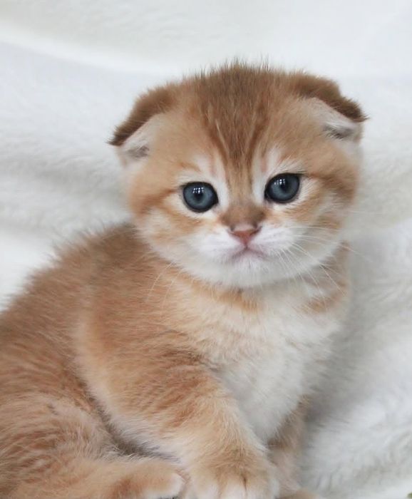 Хлопчик золота шиншила скоттіш фолд