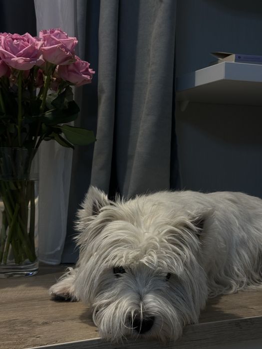 вигул собак у м. Одеса