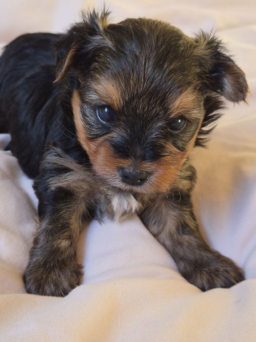 Yorkshire Terrier  pies