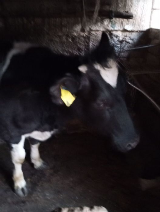 Сельхоз животные