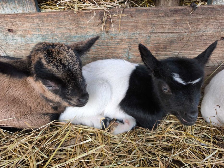 Cabras micro anãs de estimação