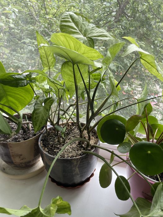 Сінгоніум рослина ампельна