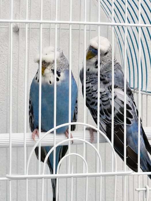 Casal de Periquitos