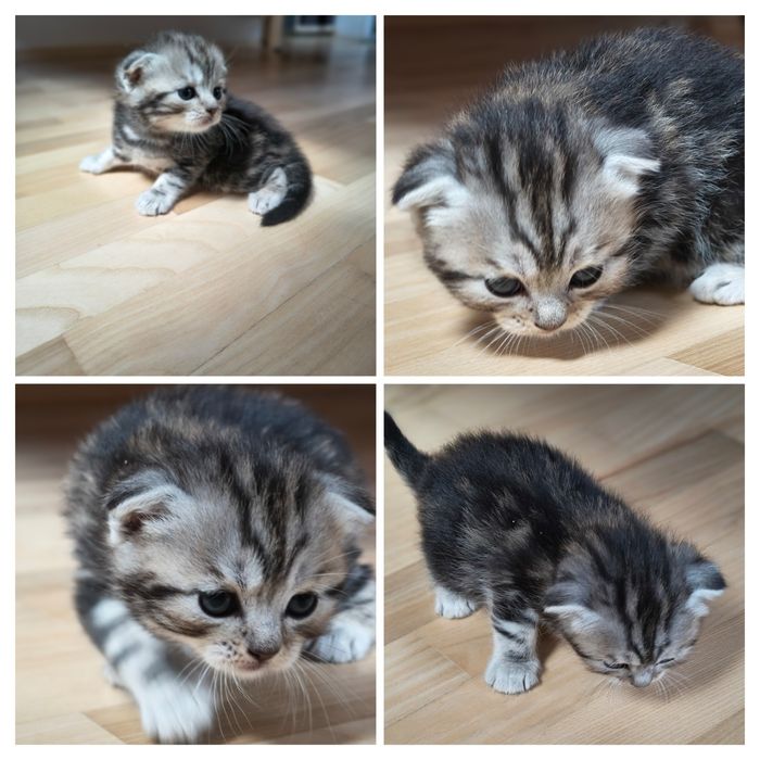 Котята   кошенята  Скотиш  Фолд