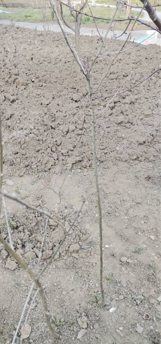 Бобовник  (золотий дощ)