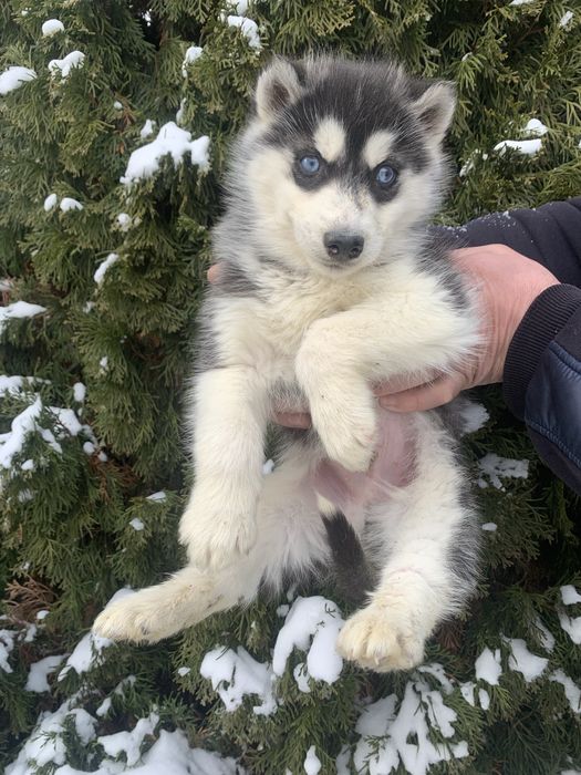 Продам цуценят Сибірської Хаскі