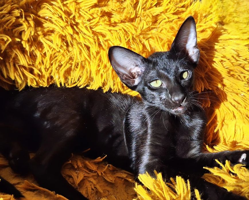 Ориентальные чертята