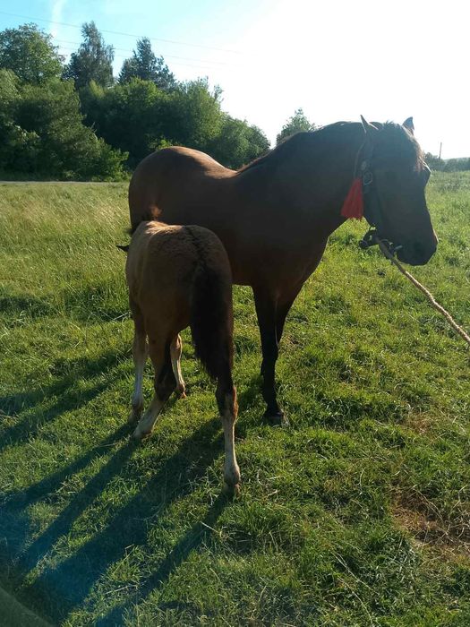 Продається кобила!