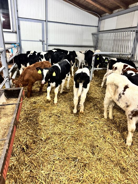 Byczki mięsne I mieszanki duży