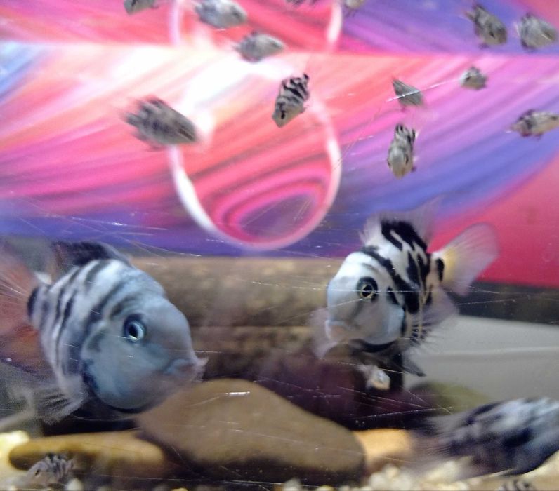 Рыбки аквариумные Попугай