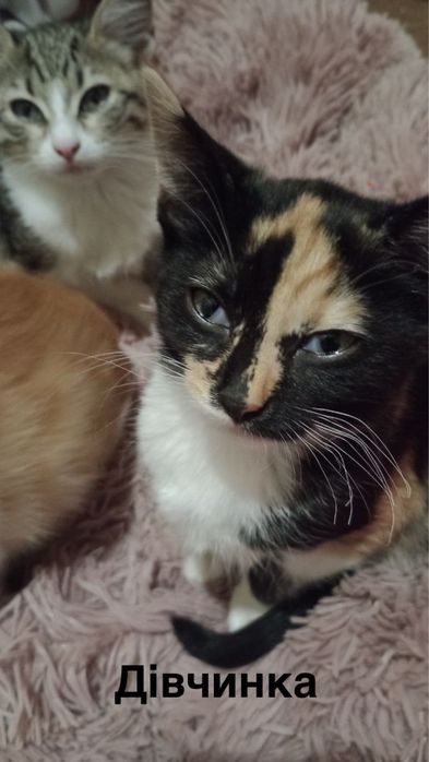 Кошенята безкоштовно