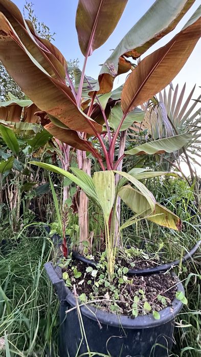 Banana Musa sikkimensis “Red Tiger”
