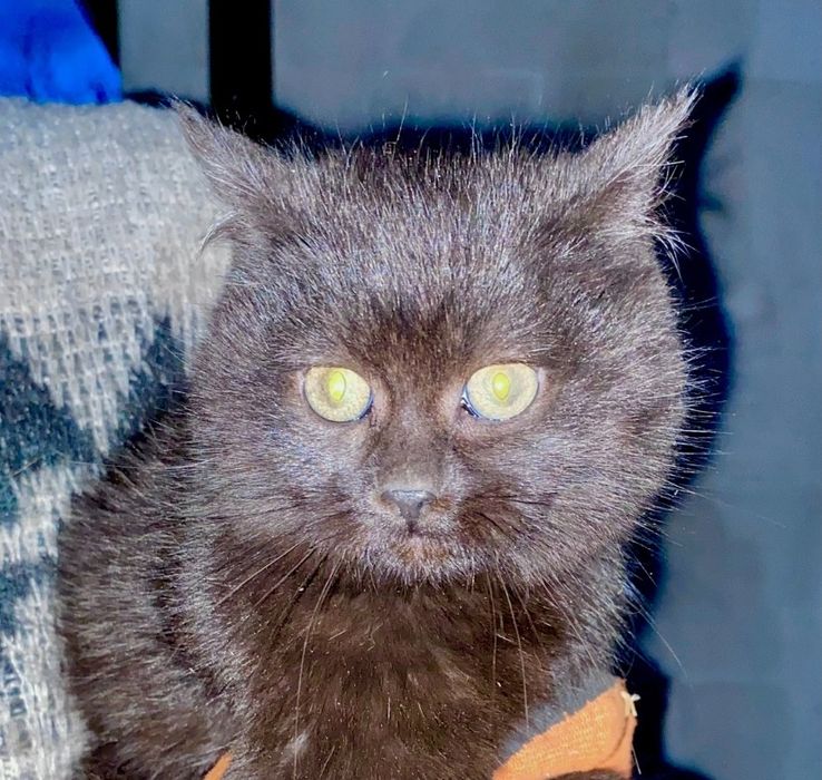 Віддам в добрі руки кошенят.