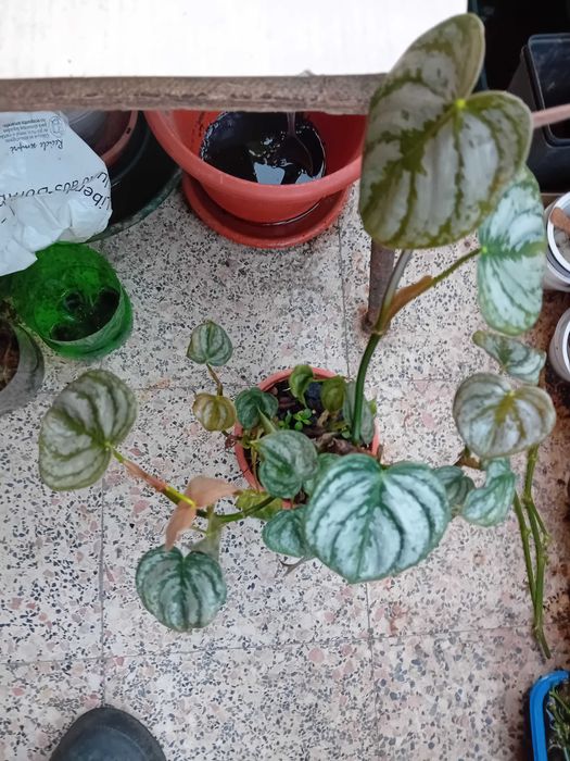 Horticulas Com Vaso