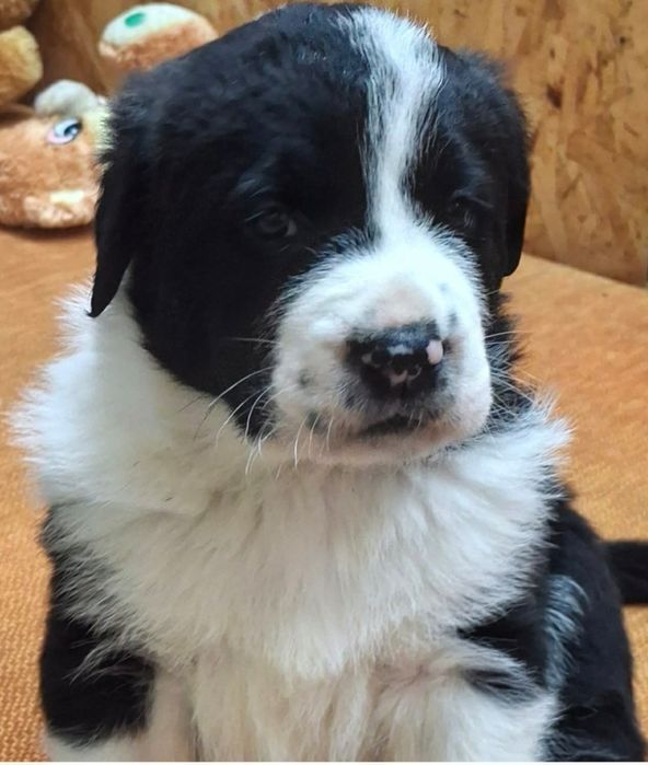 Owczarek Środkowoazjatycki szczenięta