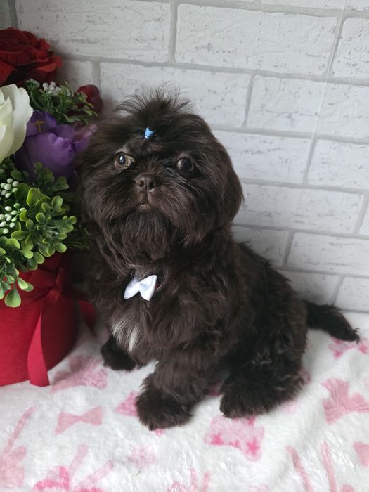 Shih Tzu  Czekolada komplet szczepień