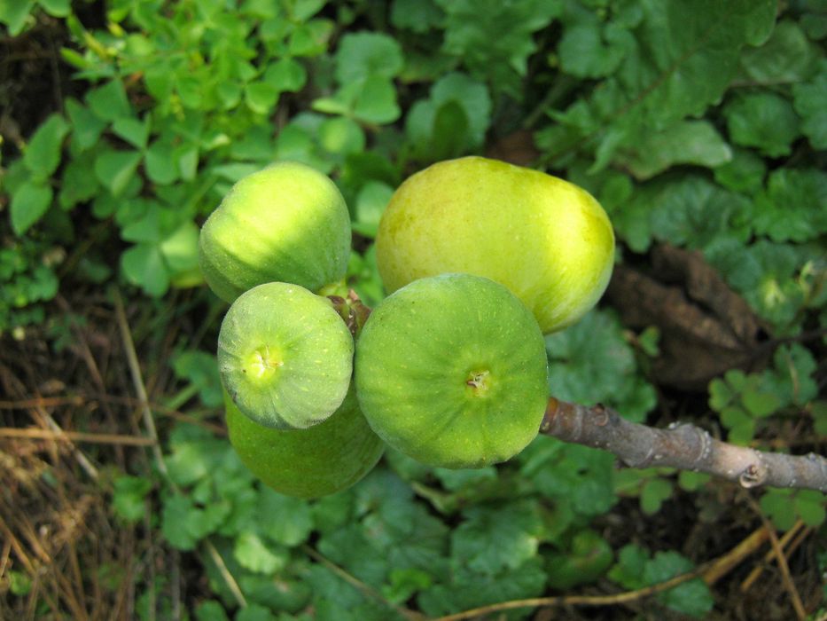 Инжир Комнатный "Подарок октября"