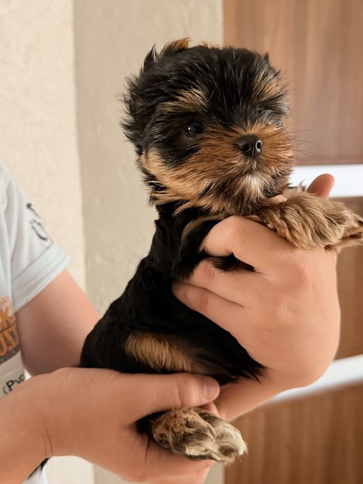 Mały york black tan