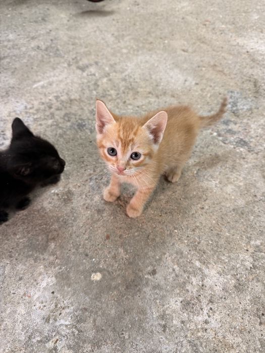 Gatinhos para dar