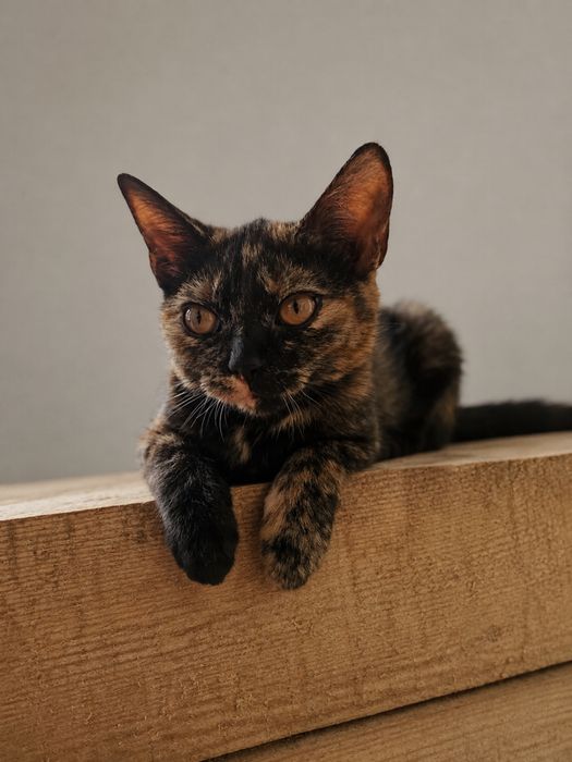 Кошеня 5 міс врятуйте