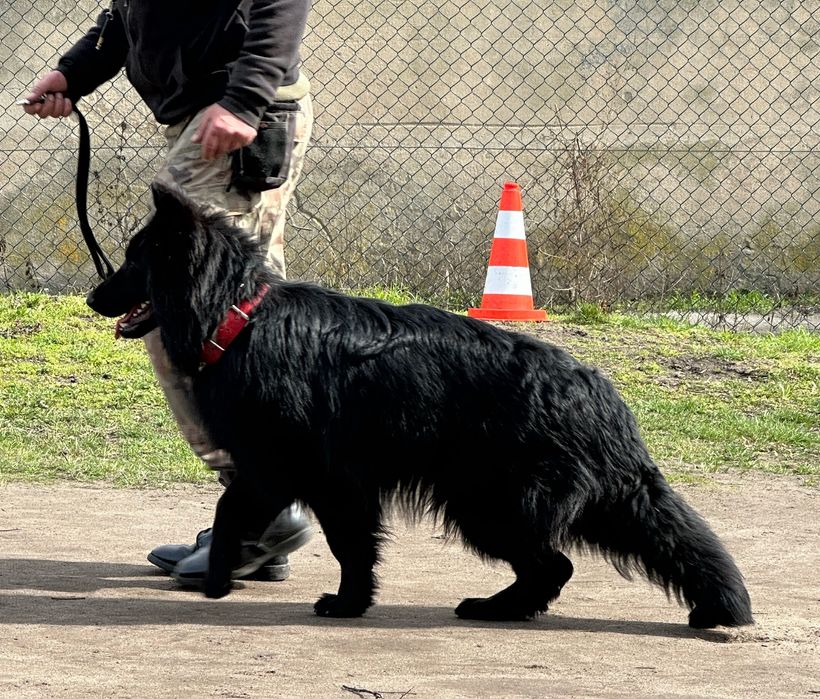 Owczarek Niemiecki suczka