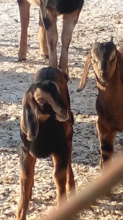 100 % ан козенята