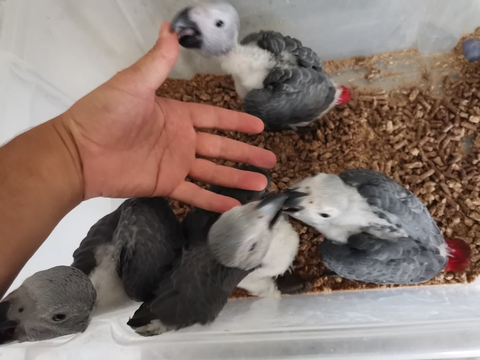 Papagaio cinzento para acabar de criar à mão