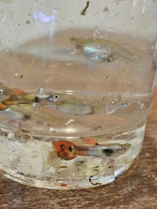 Guppys laranja com cauda mais longa