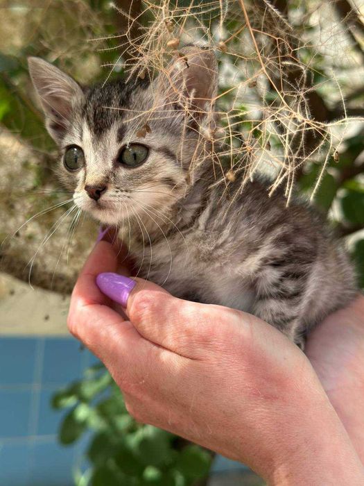 Кошеня Компот, 1,5 місяці, в пошуках дому.