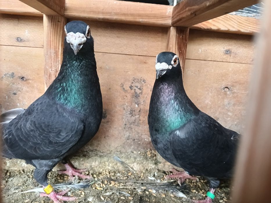 Gołębie pocztowe czarne