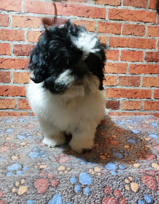 Shih-tzu chlopak