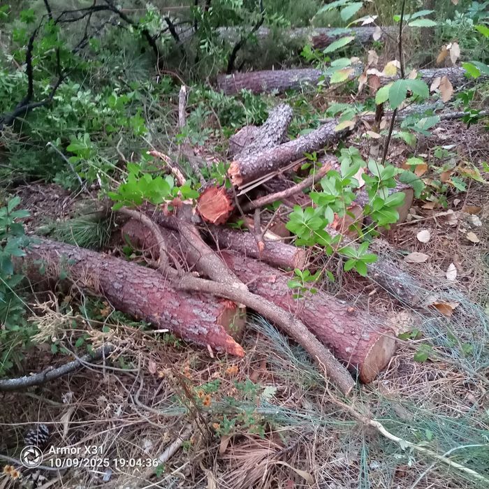 Limpezas e desbastes