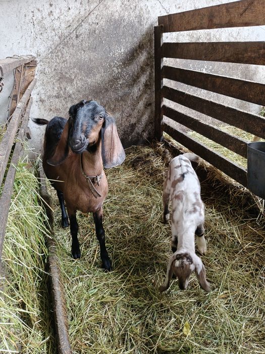 Rebanho Anglo Nubliano