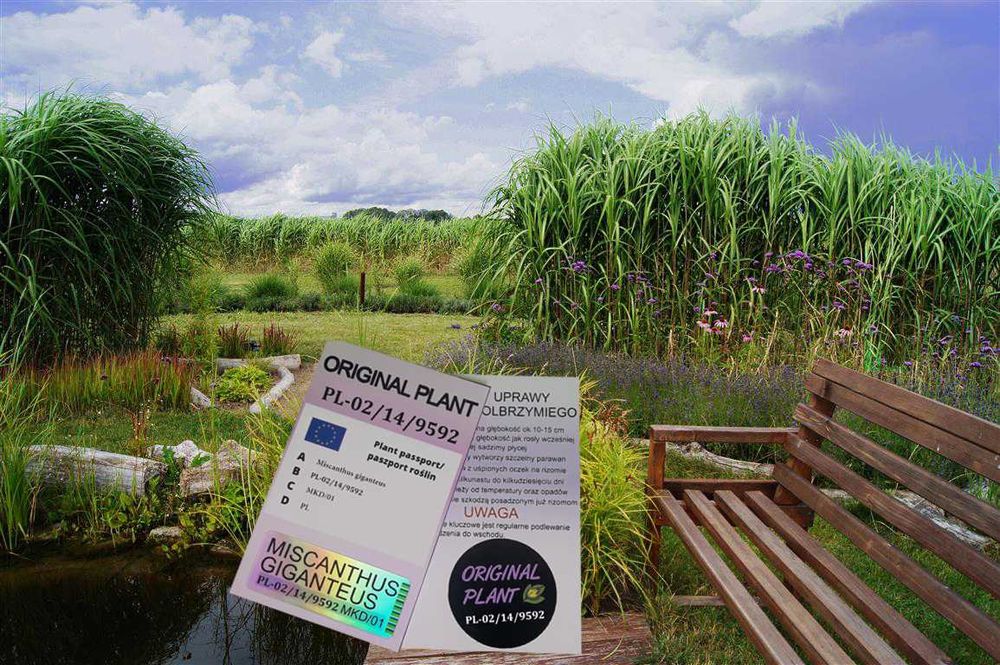 Miskant Olbrzymi Giganteus na żywopłot -Donice 3L   XXL Oryginalne !!!