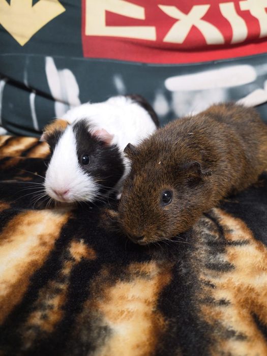 Świnki morskie samiczki