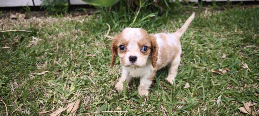Cavalier king charles criado em ambiente familiar