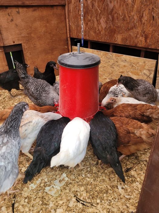 Śruta dla kur, własna kompozycja, bez GMO. 20kg