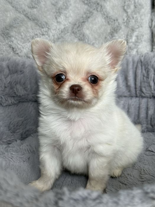 Chihuahua długowłosy chłopiec w kolorze białym