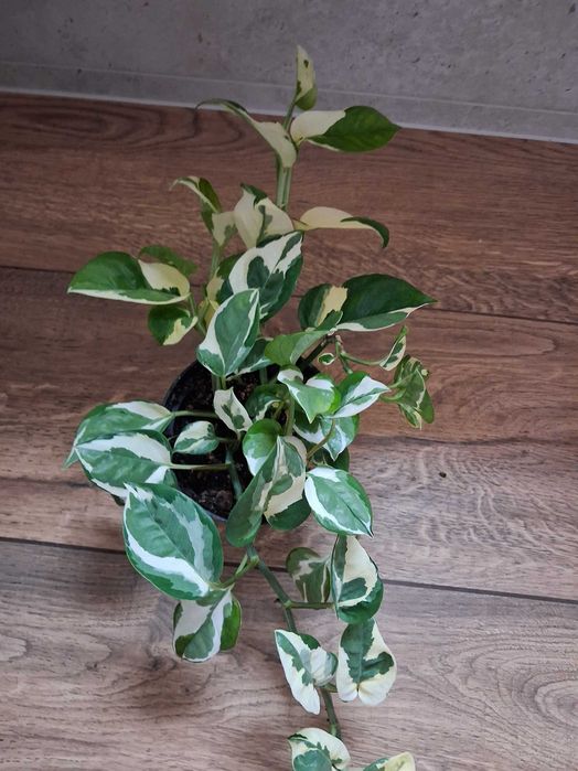 Epipremnum aureum 'N'joy' Epipremnum złociste