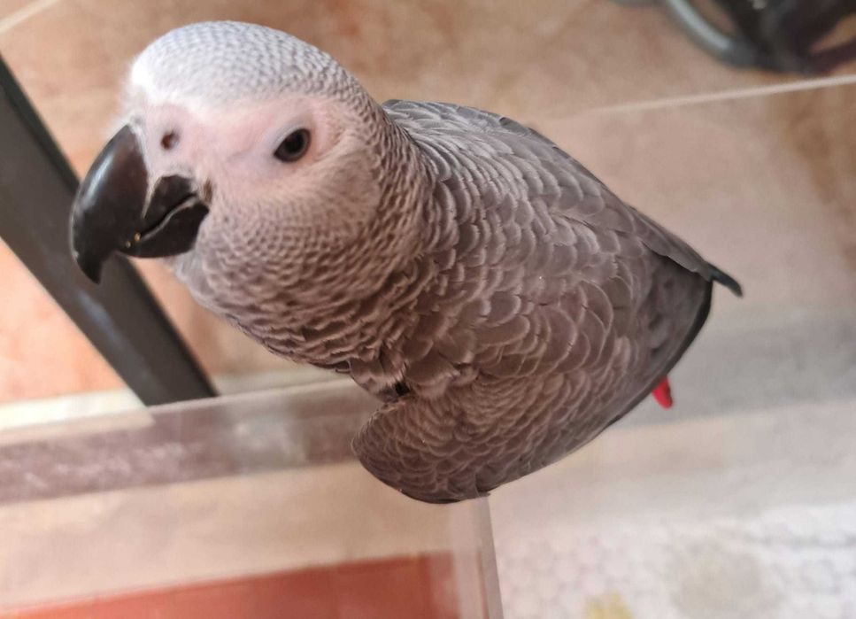Papagaio Cinzento de Cauda Vermelha