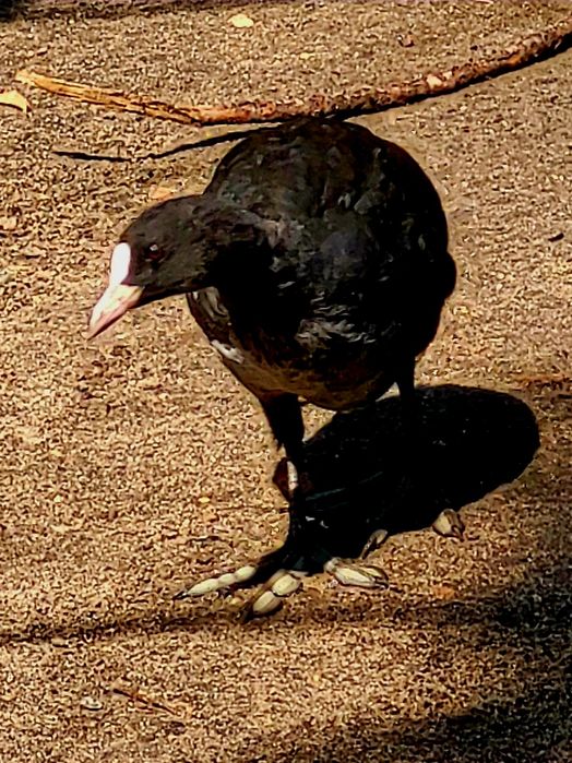 Kaczki ozdobne łyski sprzedam.