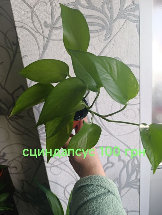 Кімнатні рослини